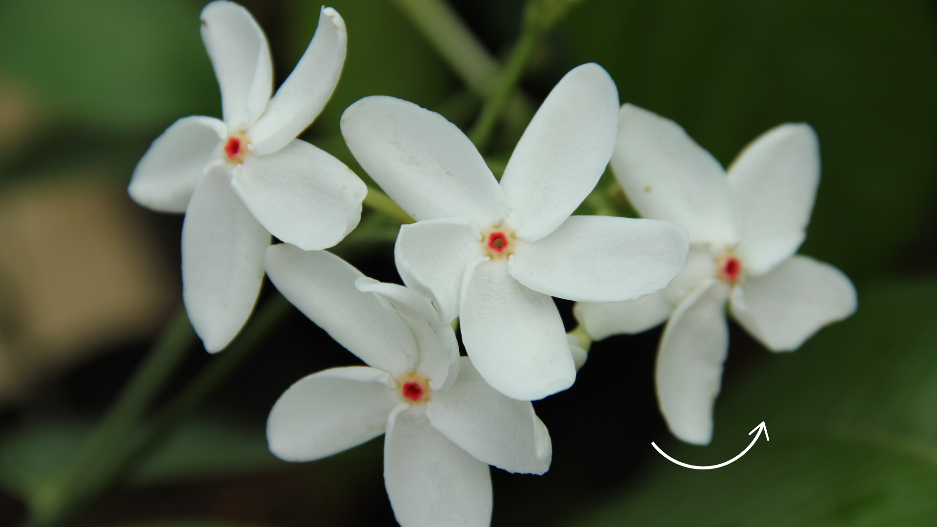 Flowering Plants